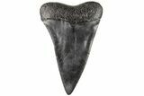 Fossil Broad-Toothed Mako Tooth - South Carolina #204765-1